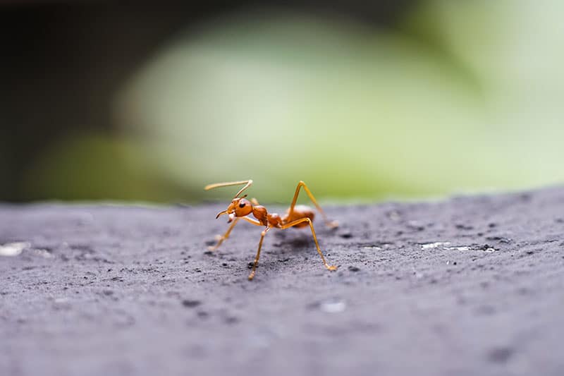 red ant