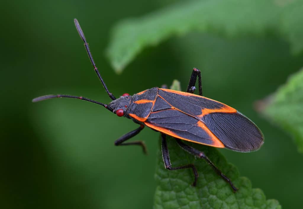 box elder bug