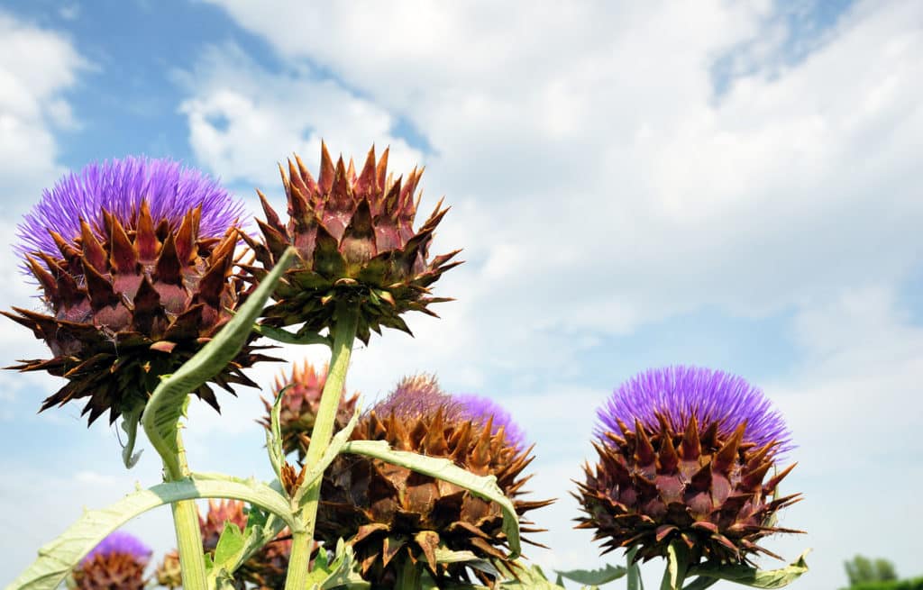 Canada thistle