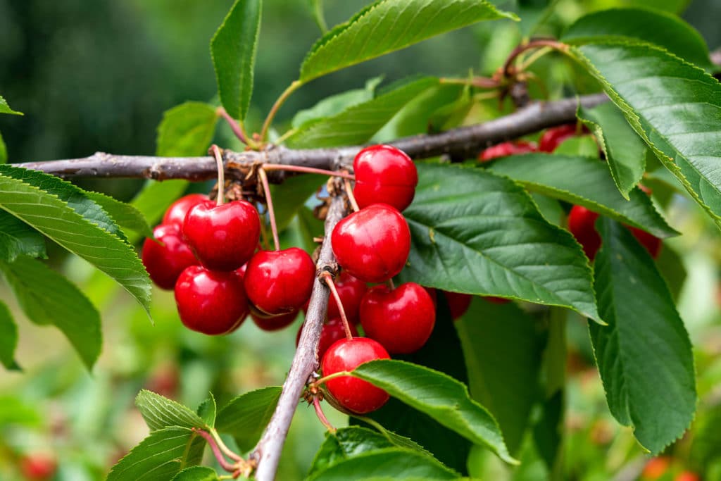 ripe cherries in a cherry trree