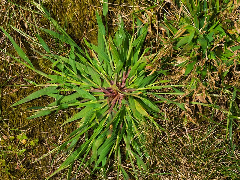 Crabgrass weed