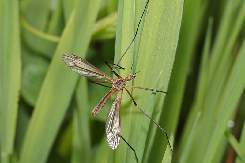 crane fly