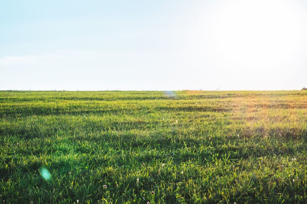 pasture