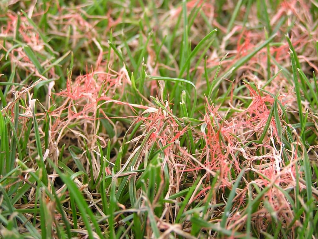 red thread in grass