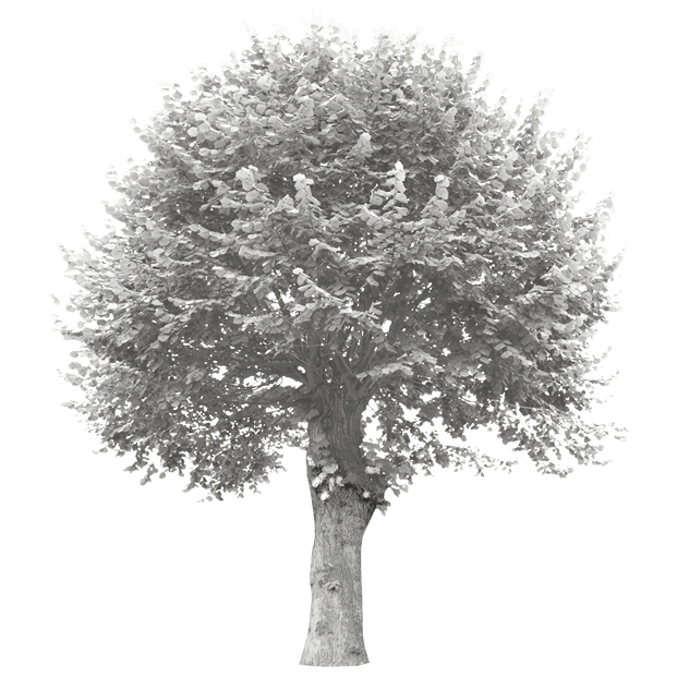 tree with grey overlay