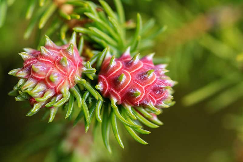 Cooley spruce gall growing on a spruce tree branch