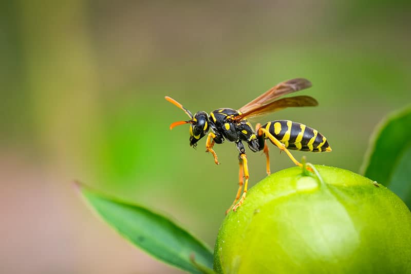 paper wasp sitting on fruit