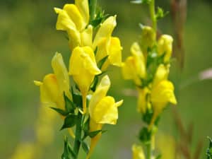 Dalmatian Toadflax