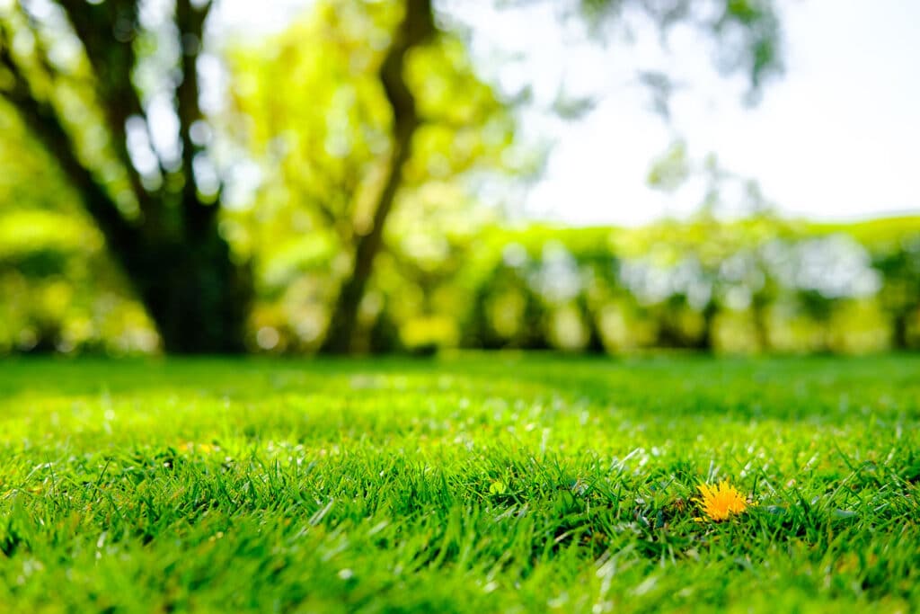 green lawn with trees in the background