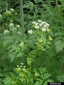 Poison Hemlock