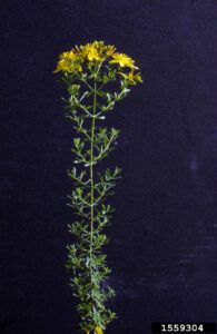 Common St Johnswort