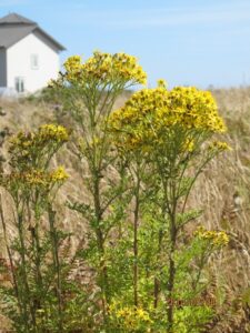 Tansy Ragwort