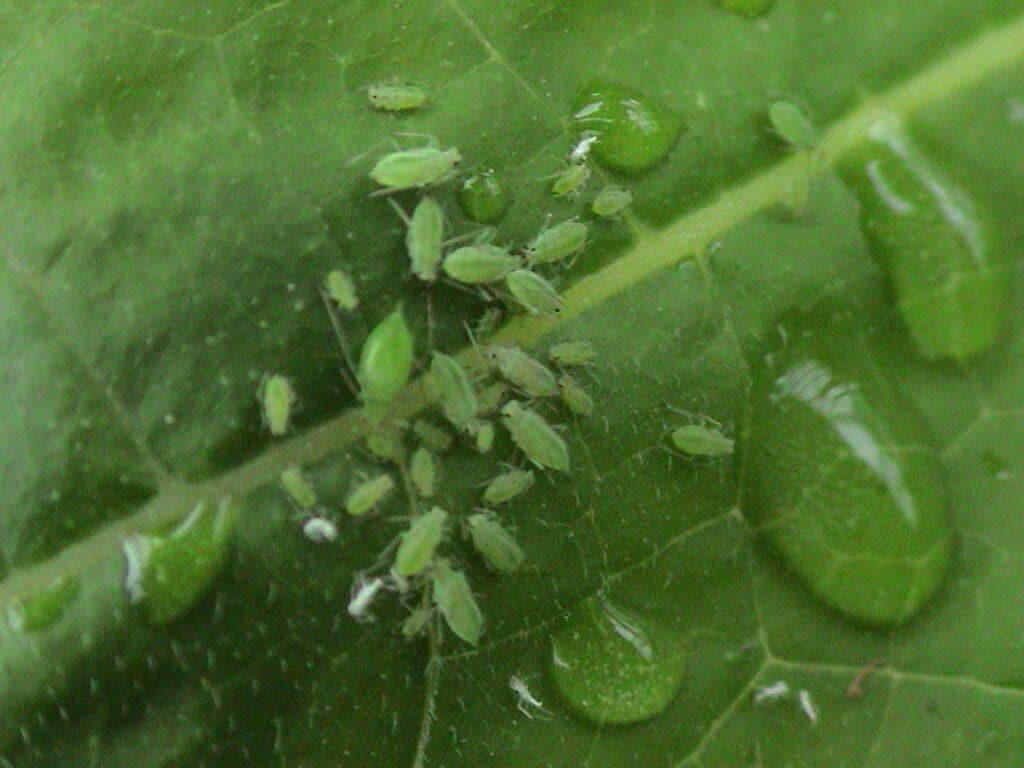 aphids on leaves