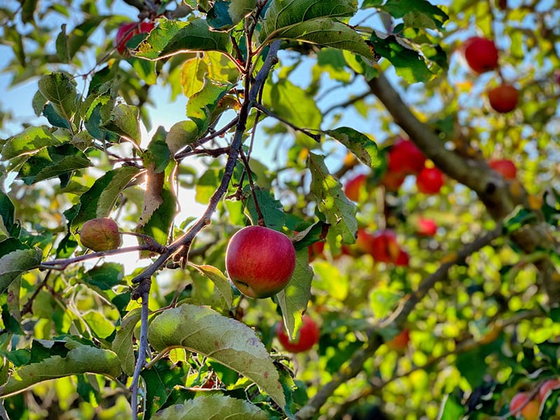 apples on a tree