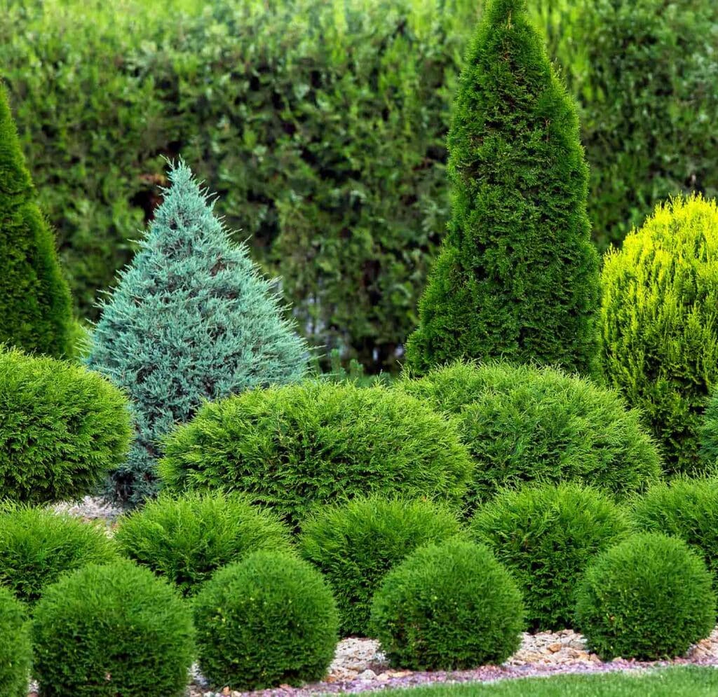 Evergreen shrub bed