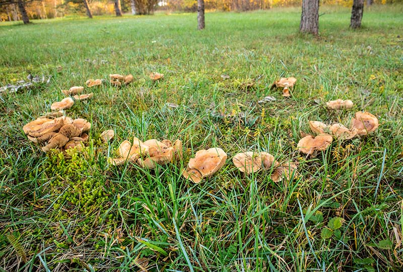 fairy ring fungi in grass