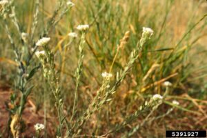 Hoary Alyssum