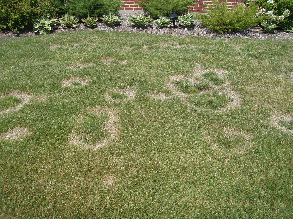 Necrotic ring spot