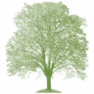tree with green overlay tree with green overlay