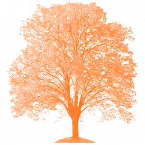 tree with orange overlay